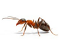 ANTS image