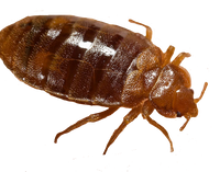 BED BUGS image