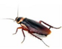 COCKROACHES image