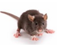 RODENTS / MICE image