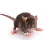 RODENTS / MICE image