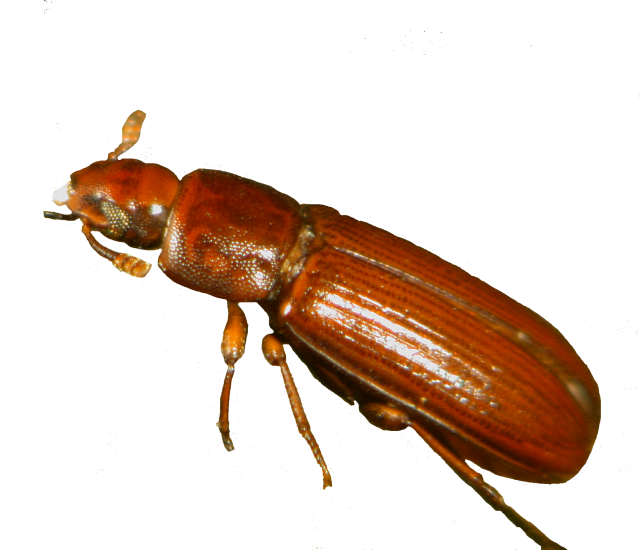 STORED PRODUCT PEST image